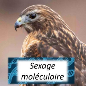 Sexage moléculaire